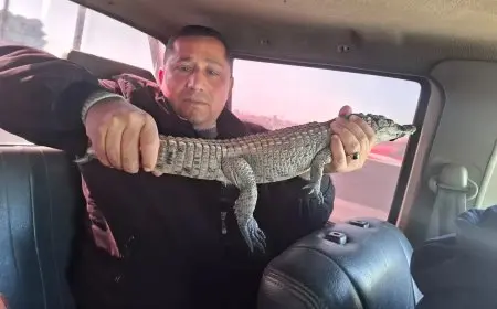 البيئة تسعى لإعادة تمساح مصرف الزوامل إلى بيئته الطبيعية في بحيرة ناصر