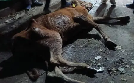 محافظ المنوفية يعلن عن ضبط ذبائح مريضة وغير صالحة للاستهلاك الآدمي مع صور توضح الواقعة