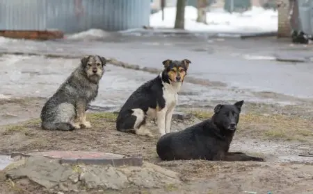 رد فعل وزارة الزراعة على تخصيص منطقة بالتبين لإيواء الكلاب الضالة تفاصيل جديدة بالفيديو