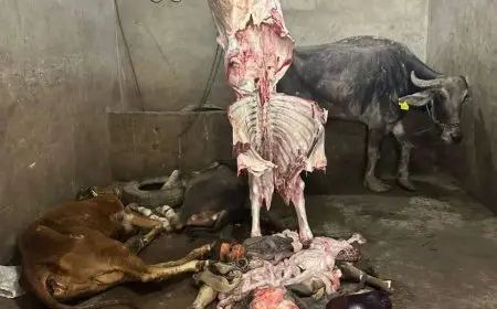 الزراعة تكشف عن ضبط 189 طنًا من اللحوم والمنتجات غير المطابقة للاشتراطات الصحية خلال أسبوع