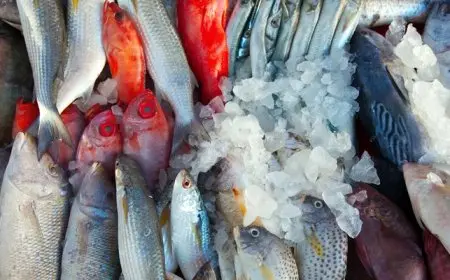 أسعار الأسماك في سوق العبور الأحد 14 ديسمبر 2025 تعرف على التحديثات والمستجدات