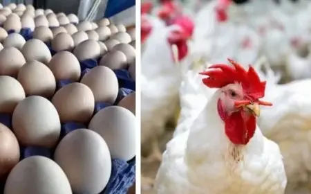 أسعار الدواجن والبيض اليوم الأحد تشهد تراجعًا جديدًا في كيلو الدجاج الأبيض