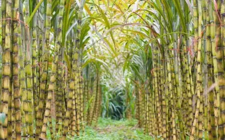 استمرار مشروع تطوير ري قصب السكر في قفط وقوص بقنا لتعزيز الزراعة وتحسين الإنتاجية