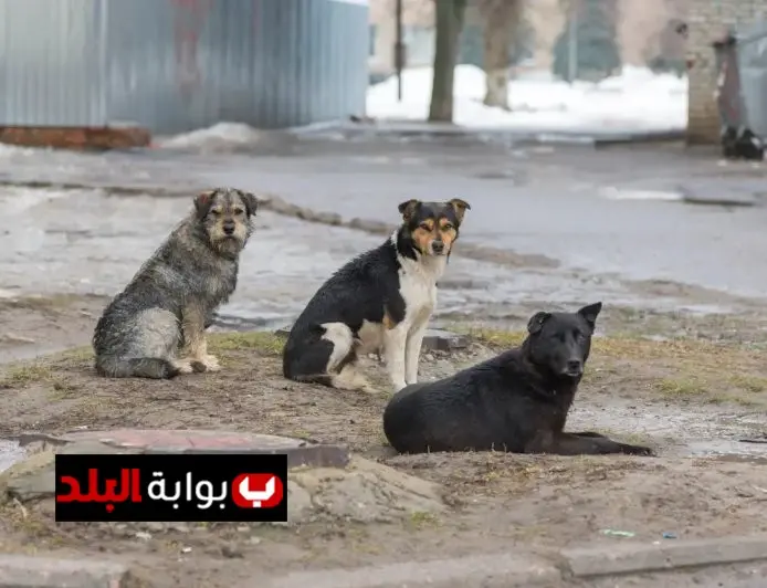 رد فعل وزارة الزراعة على تخصيص منطقة بالتبين لإيواء الكلاب الضالة تفاصيل جديدة بالفيديو