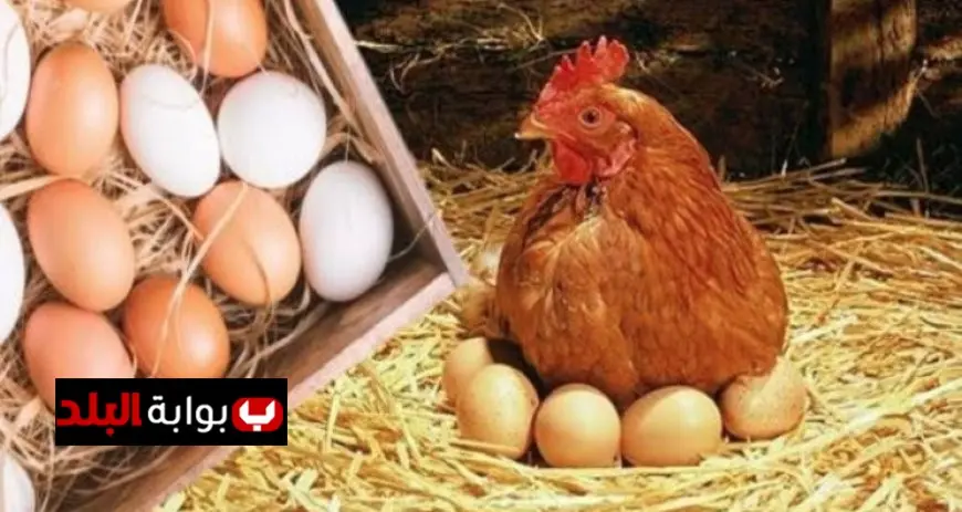 أسعار الدواجن والبيض اليوم الثلاثاء 9 ديسمبر 2025 تتصدر الأسواق بسعر الكيلو 58 جنيها