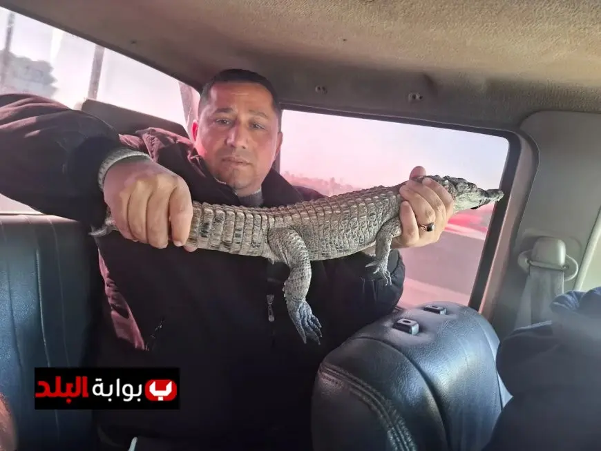 البيئة تسعى لإعادة تمساح مصرف الزوامل إلى بيئته الطبيعية في بحيرة ناصر