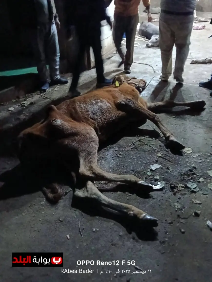 محافظ المنوفية يعلن عن ضبط ذبائح مريضة وغير صالحة للاستهلاك الآدمي مع صور توضح الواقعة