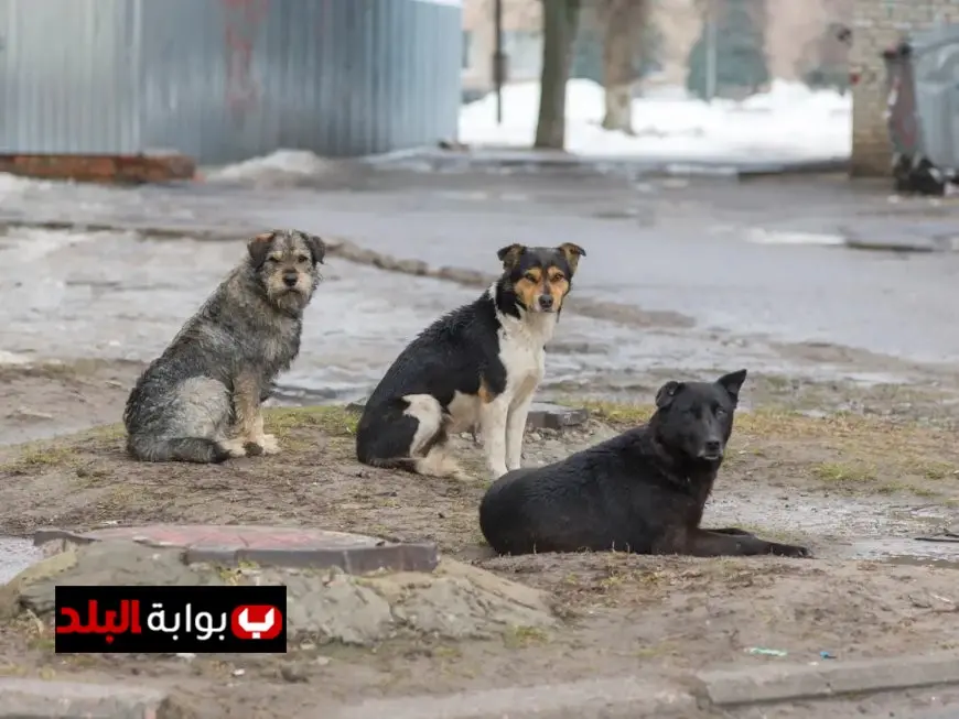 رد فعل وزارة الزراعة على تخصيص منطقة بالتبين لإيواء الكلاب الضالة تفاصيل جديدة بالفيديو