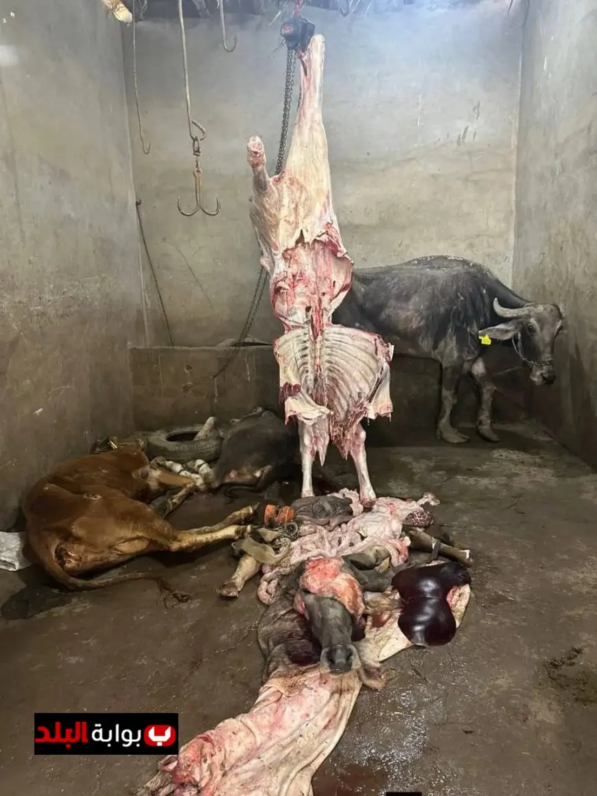 الزراعة تكشف عن ضبط 189 طنًا من اللحوم والمنتجات غير المطابقة للاشتراطات الصحية خلال أسبوع