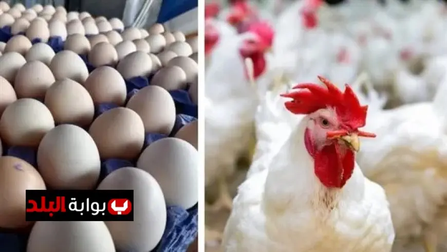 أسعار الدواجن والبيض اليوم الأحد تشهد تراجعًا جديدًا في كيلو الدجاج الأبيض