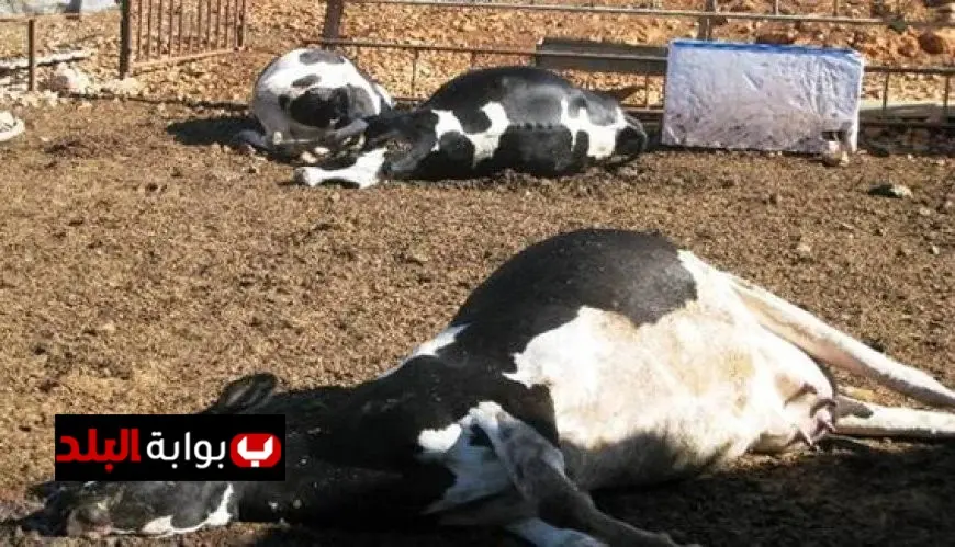 مجلس الوزراء يكشف تفاصيل نفوق 500 رأس ماشية في محافظة المنوفية