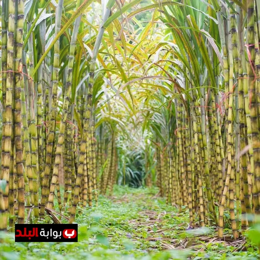 استمرار مشروع تطوير ري قصب السكر في قفط وقوص بقنا لتعزيز الزراعة وتحسين الإنتاجية