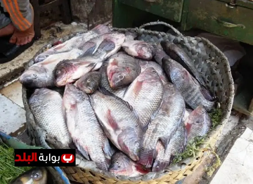 أسعار الأسماك اليوم الخميس ارتفاع البلطي يبدأ من 57 جنيهًا