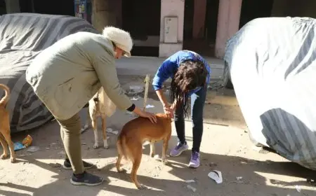 البداية من عين شمس وزير الزراعة يكشف عن خطة لتعميم تجربة تعقيم وتحصين كلاب الشوارع في جميع المحافظات