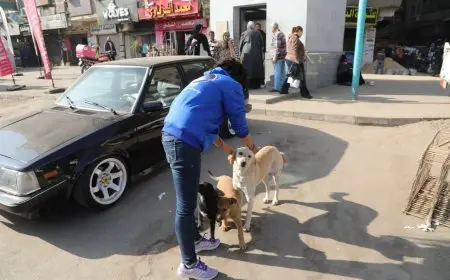 الزراعة تطلق المرحلة الميدانية لتعقيم وتحصين الكلاب الضالة في عين شمس