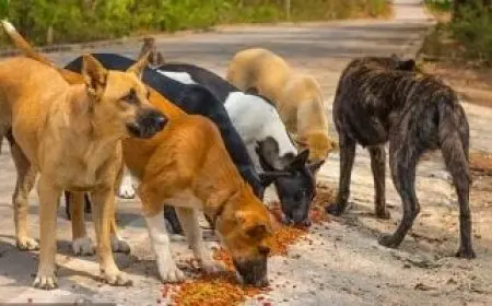 طرق فعالة للتعامل مع كلاب الشوارع ووقف التكاثر والتحصين ضد السعار حسب نقيب البيطريين