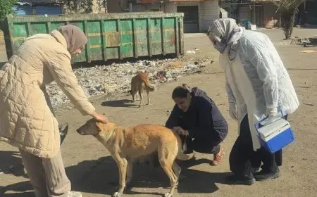 الخدمات البيطرية تحصين 1135 كلبًا حرًا وتعقيم 133 كلبًا في بداية يناير