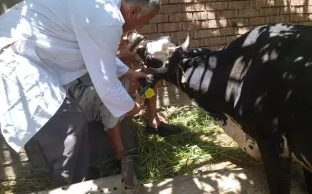 حملة مميزة من وزارة الزراعة لحماية الثروة الحيوانية من الحمى القلاعية والوادي المتصدع