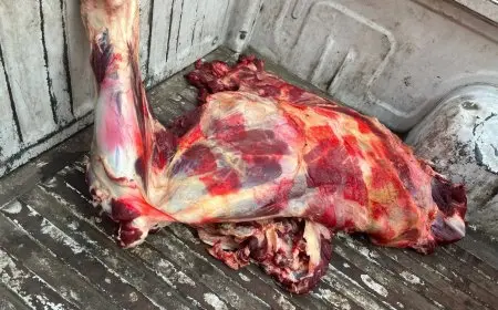 ضبط كمية 75 طن من لحوم ودواجن فاسدة في الجيزة تنذر بخطر على الصحة العامة