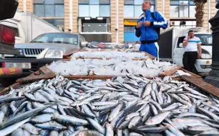 أسعار الأسماك اليوم الأحد الموسى ينطلق من 250 جنيهًا