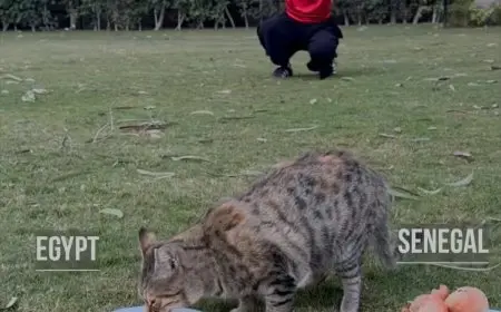 باسنت قطة السفارة الألمانية في القاهرة تتنبأ بفوز منتخب مصر على السنغال