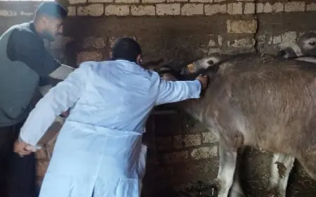 تحصين 500 ألف رأس من الماشية ضد الحمى القلاعية تعزيز للأمن الغذائي في الزراعة