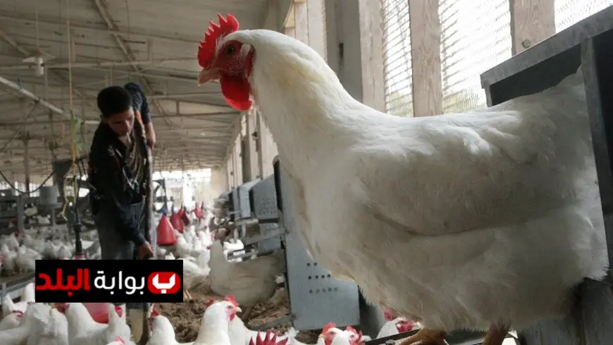 أسعار الدواجن اليوم الثلاثاء 6 يناير 2026 في الأسواق المصرية ارتفاع سعر الفراخ البيضاء إلى 75 جنيها