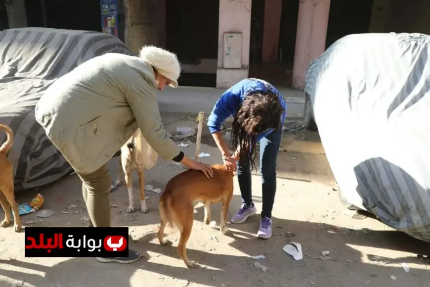البداية من عين شمس وزير الزراعة يكشف عن خطة لتعميم تجربة تعقيم وتحصين كلاب الشوارع في جميع المحافظات
