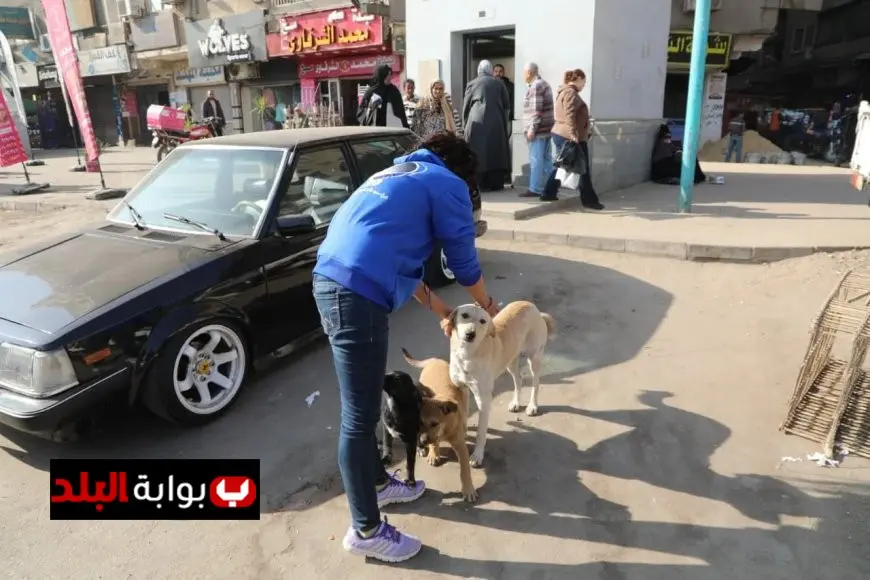 الزراعة تطلق المرحلة الميدانية لتعقيم وتحصين الكلاب الضالة في عين شمس