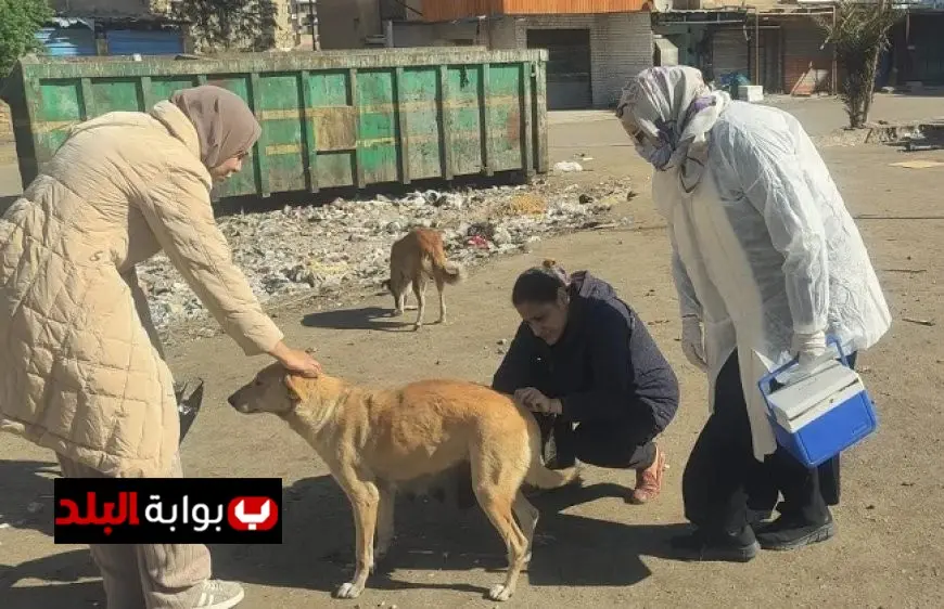 الخدمات البيطرية تحصين 1135 كلبًا حرًا وتعقيم 133 كلبًا في بداية يناير