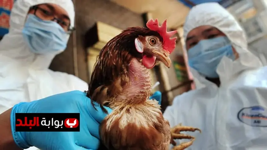 الحكومة تكشف تفاصيل ظهور إنفلونزا الطيور في مصر وما يجب معرفته