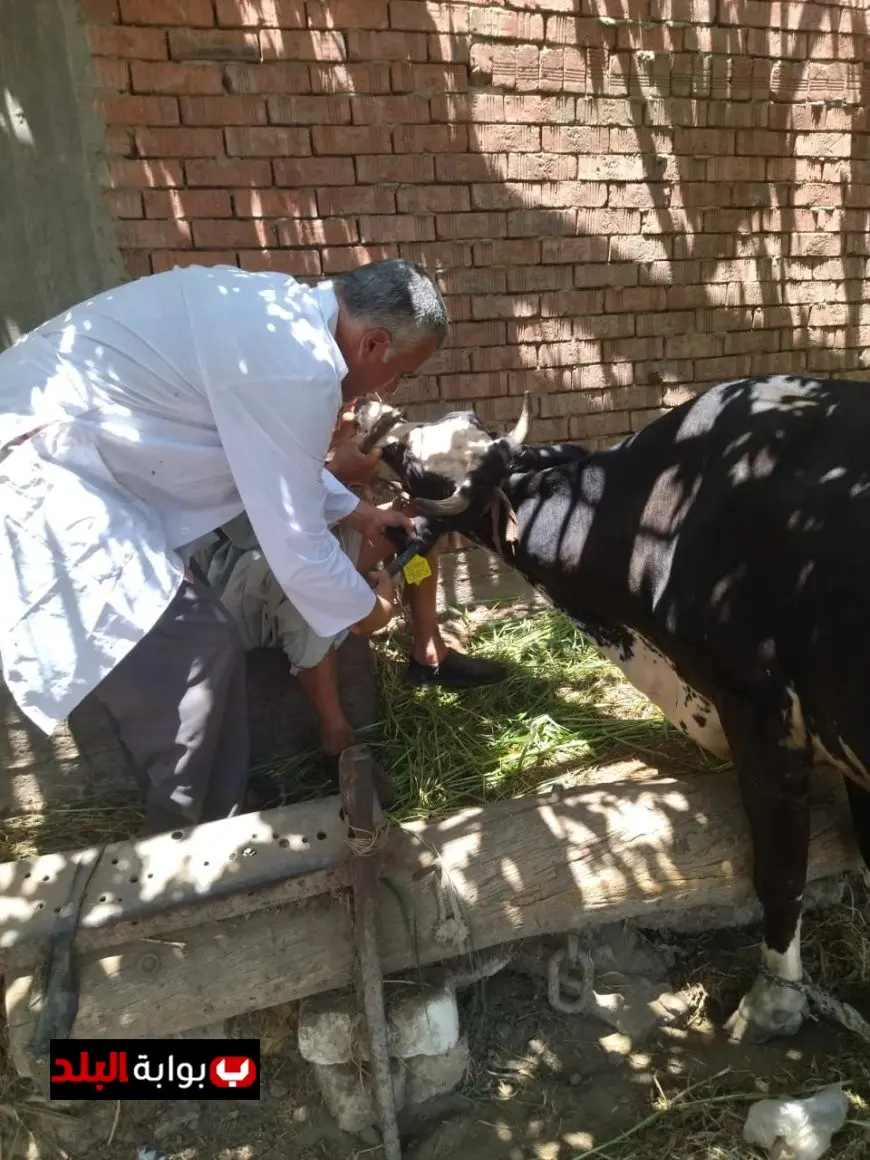 حملة مميزة من وزارة الزراعة لحماية الثروة الحيوانية من الحمى القلاعية والوادي المتصدع