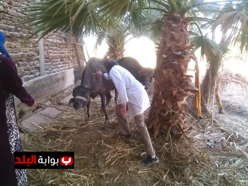 الحمى القلاعية تهدد الثروة الحيوانية في مصر تعرف على أسبابها وأعراضها ومخاطرها