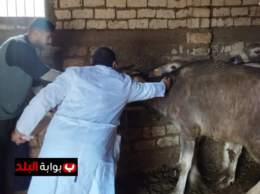 تحصين 500 ألف رأس من الماشية ضد الحمى القلاعية تعزيز للأمن الغذائي في الزراعة