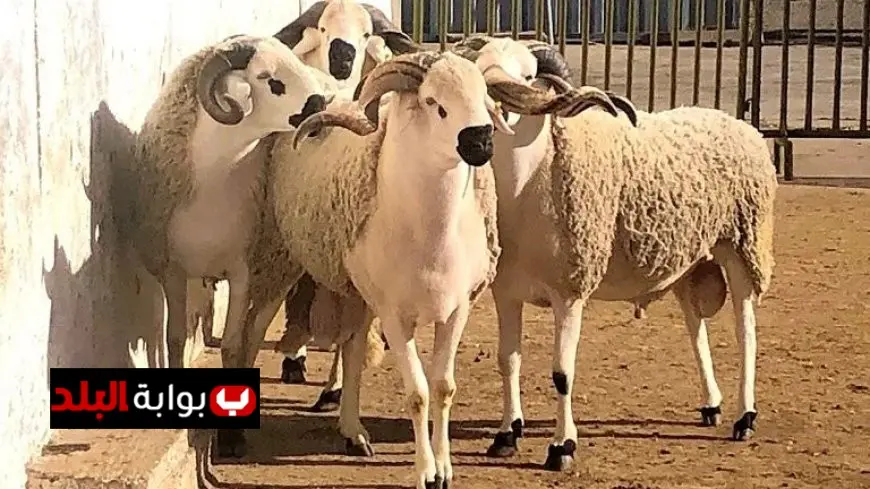 السعودية تقدم لمصر حصتيها من الهدي والأضاحي لتعزيز التعاون الديني