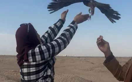 إعادة إطلاق 10 صقور نادرة إلى الطبيعة بعد إنقاذها من التجارة غير القانونية في خطوة هامة للحفاظ على البيئة