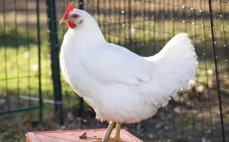 أسعار الدواجن البيضاء اليوم الاثنين 30 مارس 2026 في المزارع المصرية