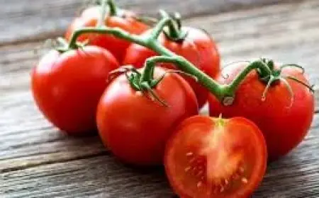 طرح كيلو الطماطم بسعر 21.5 جنيه في المجمعات الاستهلاكية بحسب شعبة الخضروات