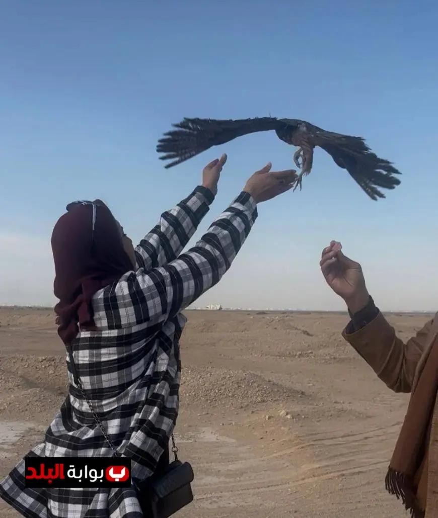 إعادة إطلاق 10 صقور نادرة إلى الطبيعة بعد إنقاذها من التجارة غير القانونية في خطوة هامة للحفاظ على البيئة