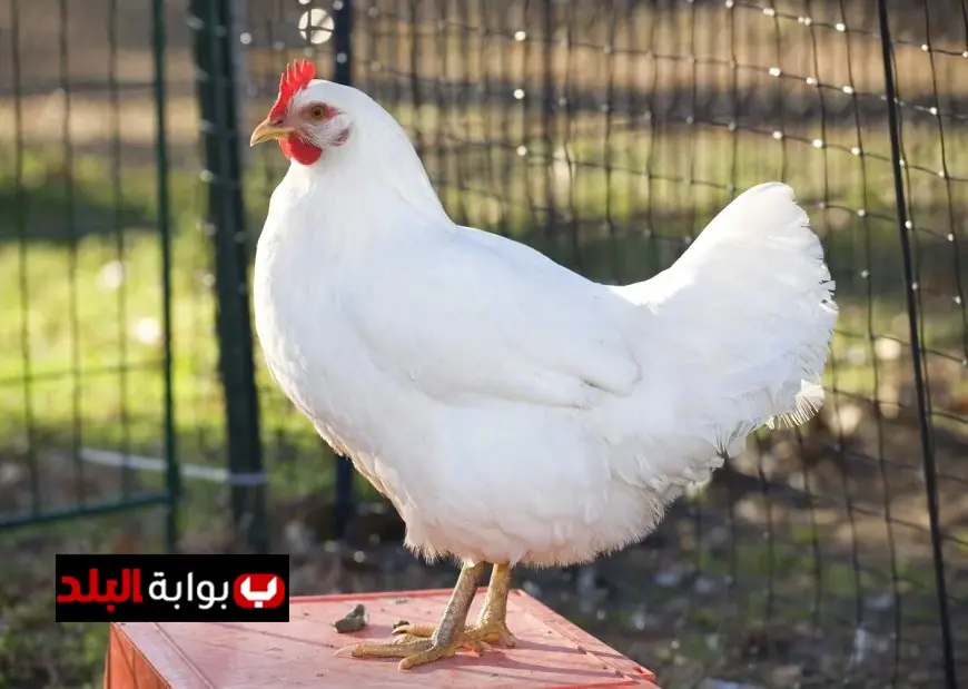 أسعار الدواجن البيضاء اليوم الاثنين 30 مارس 2026 في المزارع المصرية