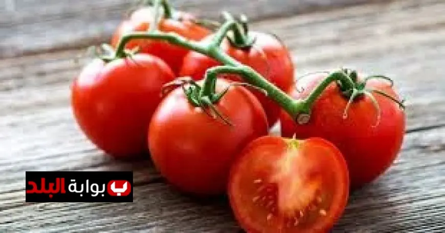 طرح كيلو الطماطم بسعر 21.5 جنيه في المجمعات الاستهلاكية بحسب شعبة الخضروات