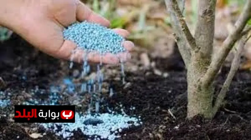 نقيب الزراعيين ينبه من أزمة نقص الغذاء العالمي نتيجة انخفاض إنتاج الأسمدة بنسبة 20%