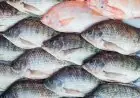 انخفاض أسعار الأسماك 3 جنيهات في الأسواق اليوم الخميس