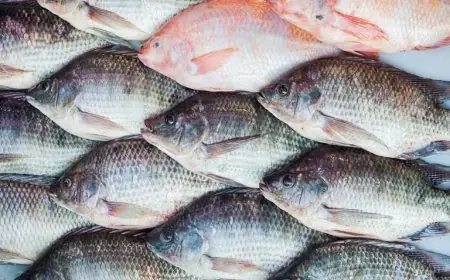 انخفاض أسعار الأسماك 3 جنيهات في الأسواق اليوم الخميس
