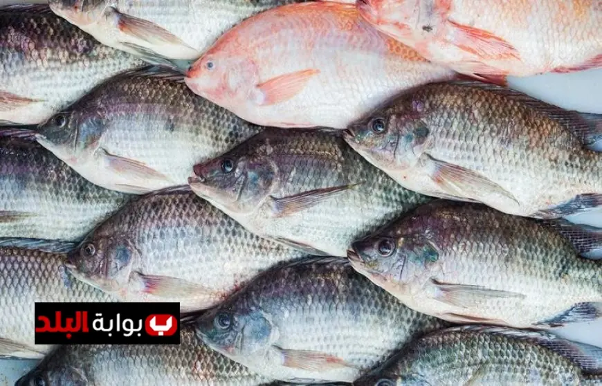 انخفاض أسعار الأسماك 3 جنيهات في الأسواق اليوم الخميس